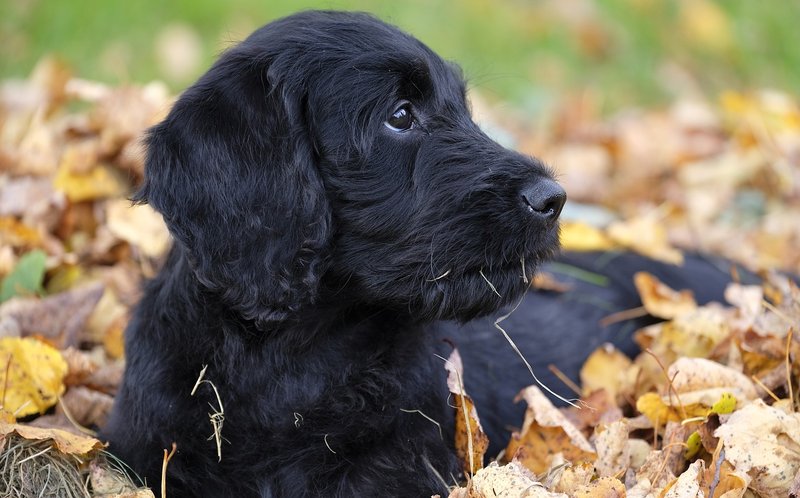 Dog Coach - black puppy